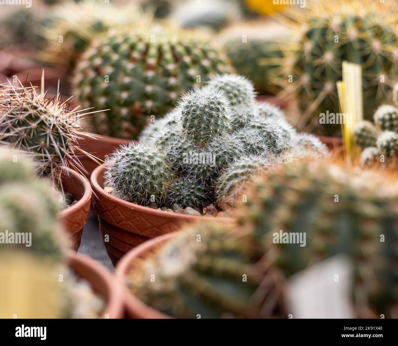 A selective focus shot of green Rebutiai cactus plant in a pot in the store Stock Photo