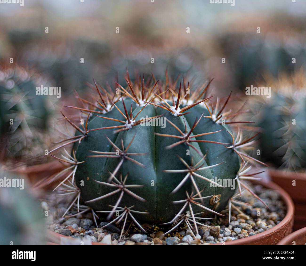 A selective focus shot of green Melocactus zehntneri cactus plant in a pot in the store Stock Photo