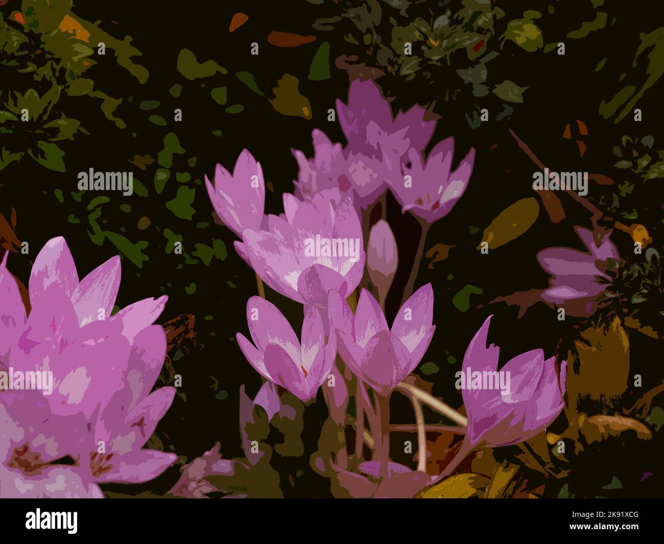 Illustration of the pink flowering cormous herbaceous perennial Colchicum autumnale or gowri gedde. Stock Photo