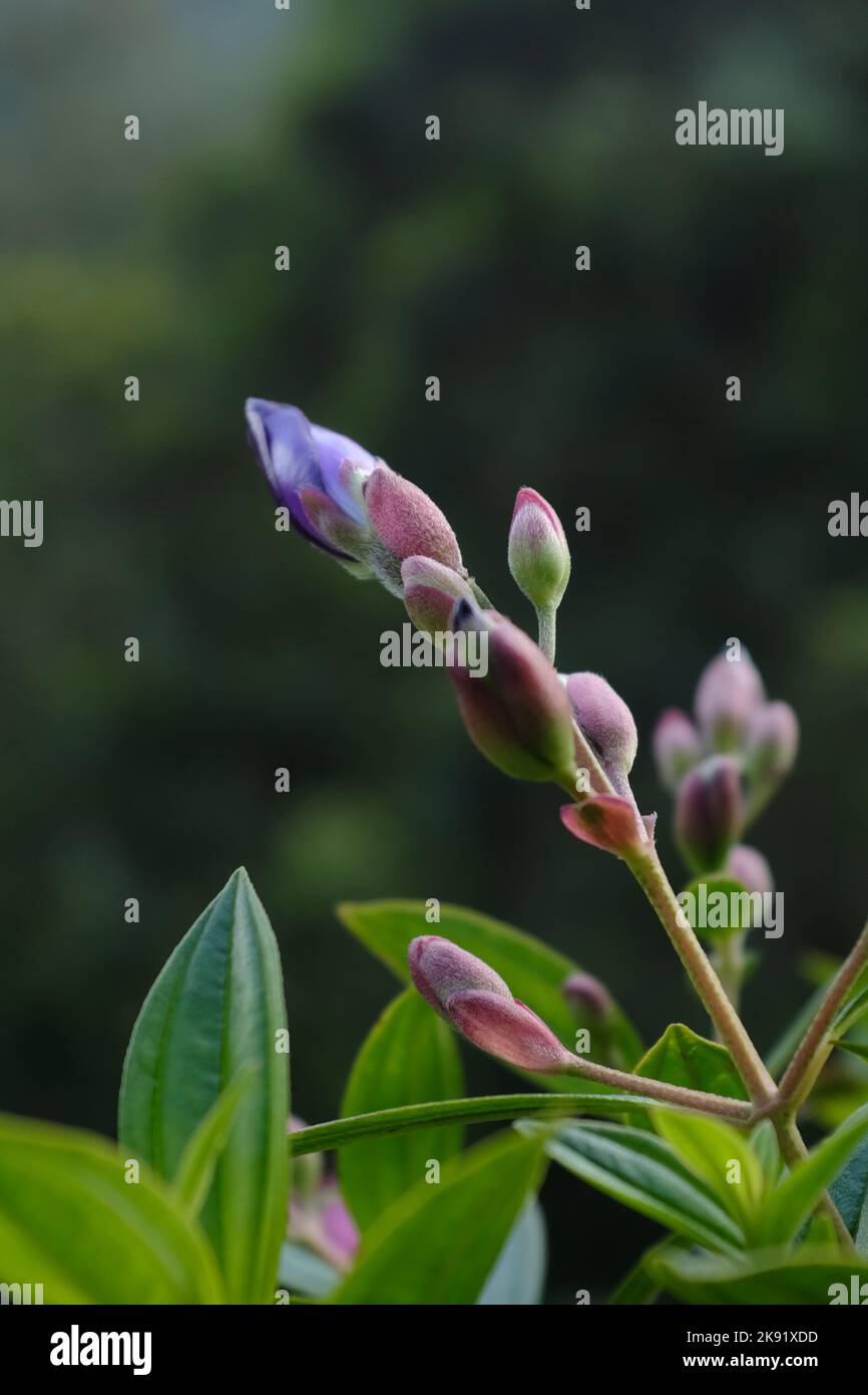 A vertical shallow focus shot of Tibouchina flower buds with green leaves Stock Photo