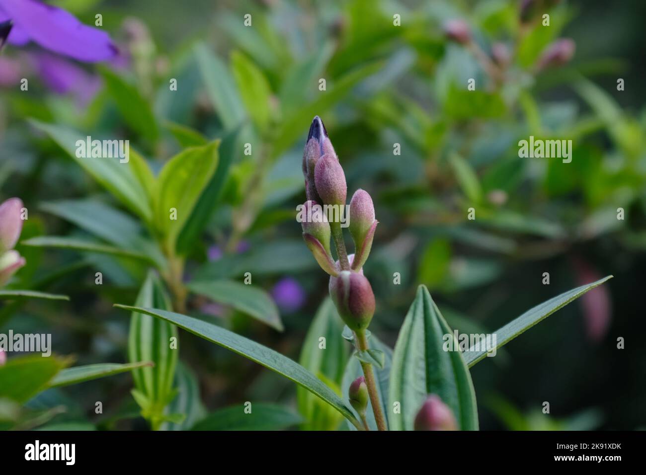 A shallow focus shot of Tibouchina flower buds with green leaves Stock Photo