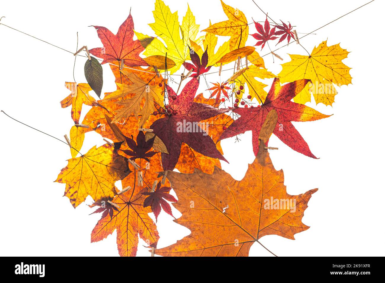 Dried and colored maple leaves on white background Stock Photo