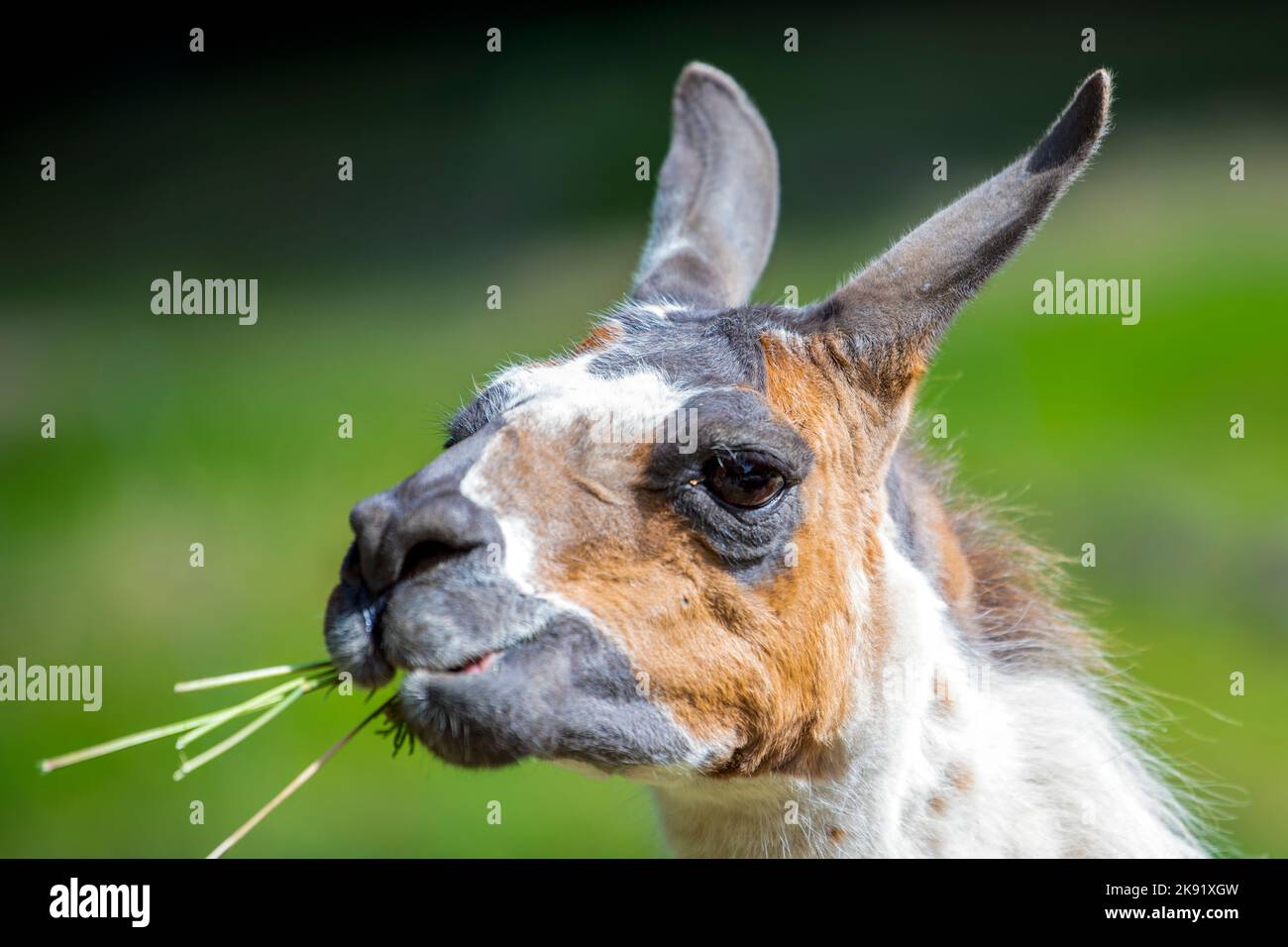 Lama looks into the camera and eats grass. Close-up portrait of a llama chewing grass. Stock Photo