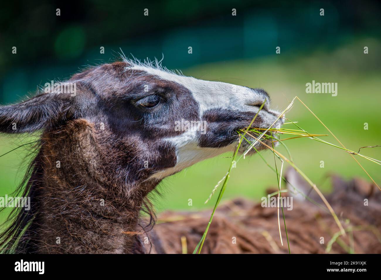 Lama looks into the camera and eats grass. Close-up portrait of a llama chewing grass. Stock Photo