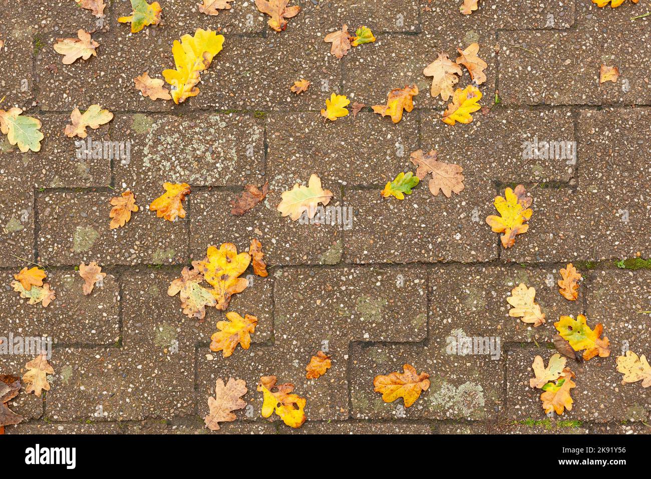 Fallen yellow leaves on brick pavement Stock Photo - Alamy
