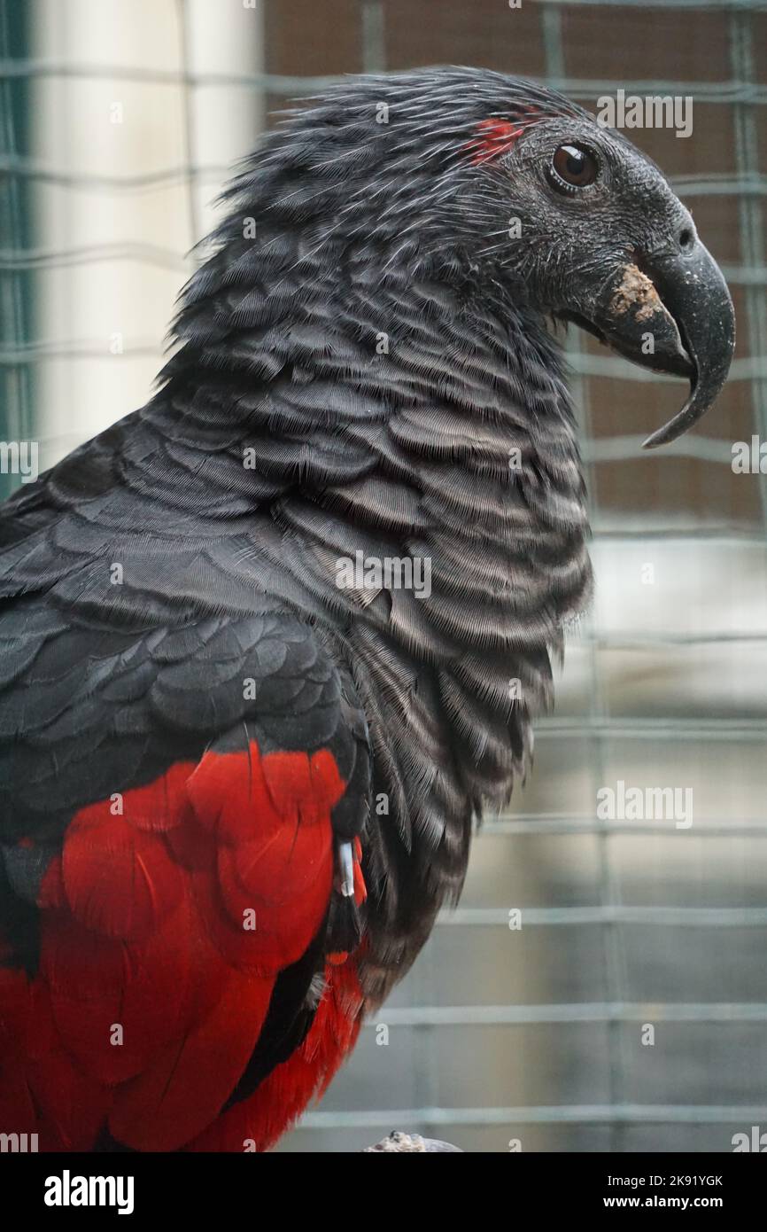 A vertical shot of a Pesquet's parrot (Psittrichas fulgidus) Stock Photo