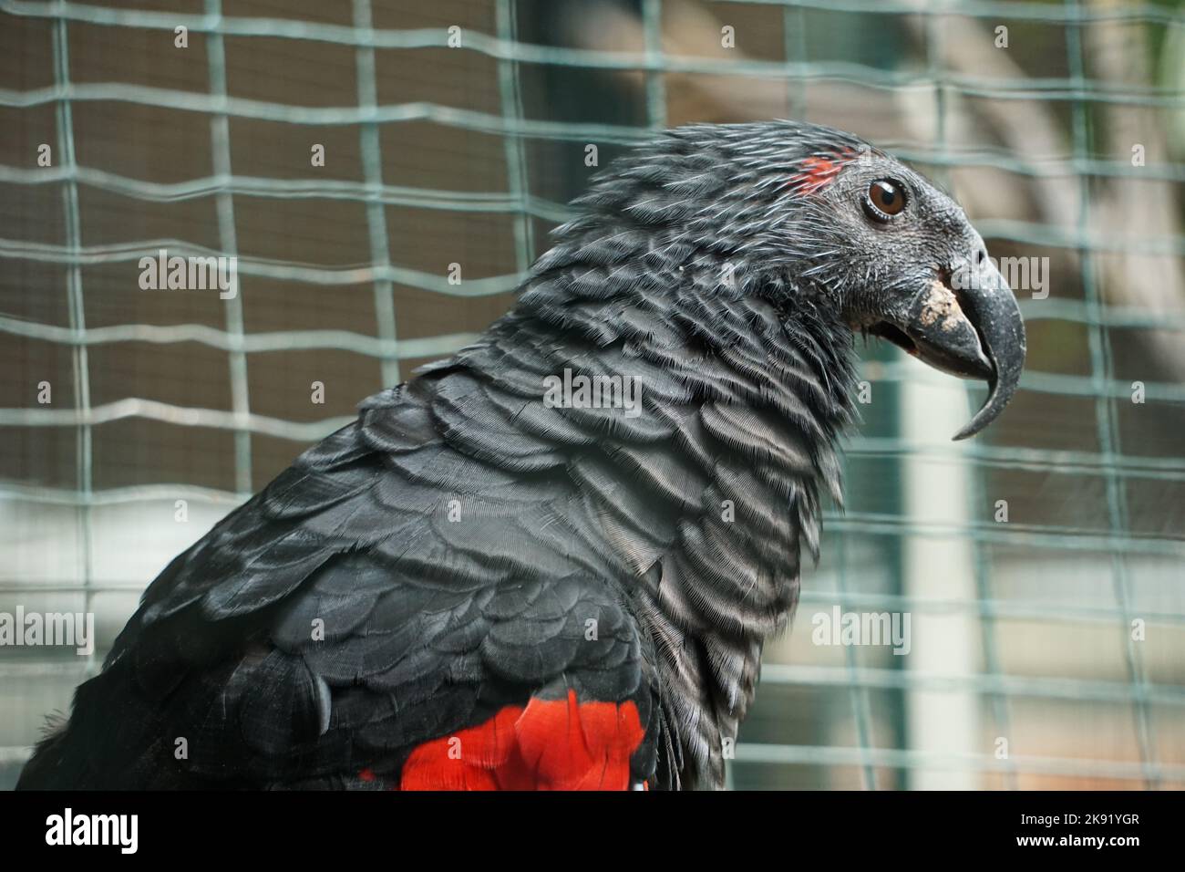 A closeup shot of a Pesquet's parrot (Psittrichas fulgidus) Stock Photo