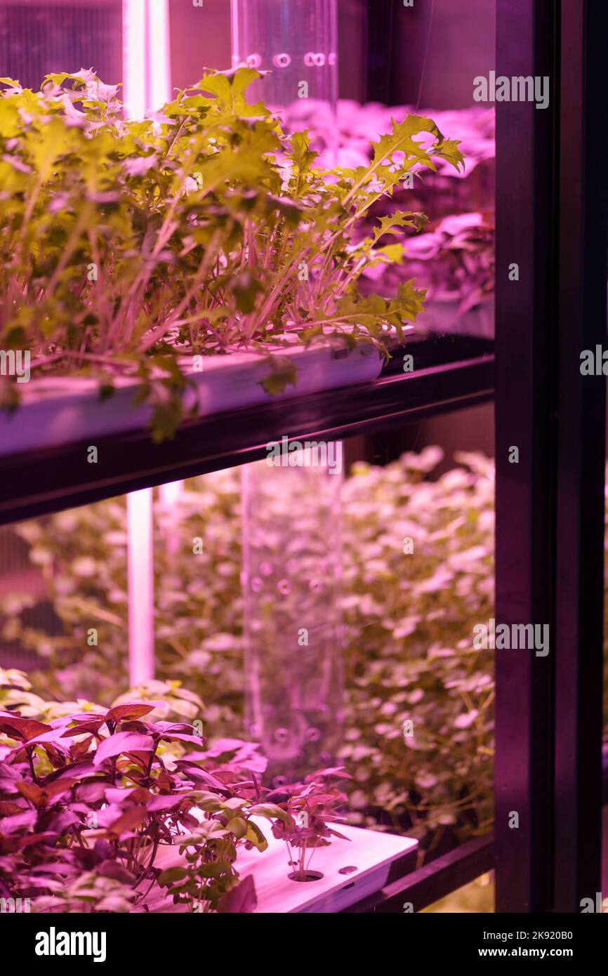 Full spectrum LED grow lights for lettuce and basil. Hydroponics and