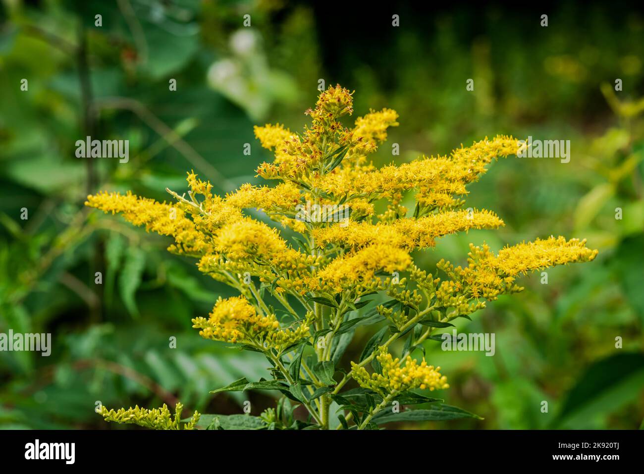 Canada Goldenrod is a native perennial plant that is found in much of Canada and the USA Stock Photo