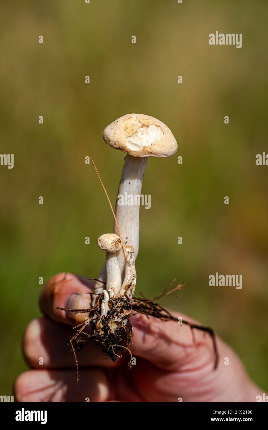 Close-up wild mushroom in the hand of picker Stock Photo