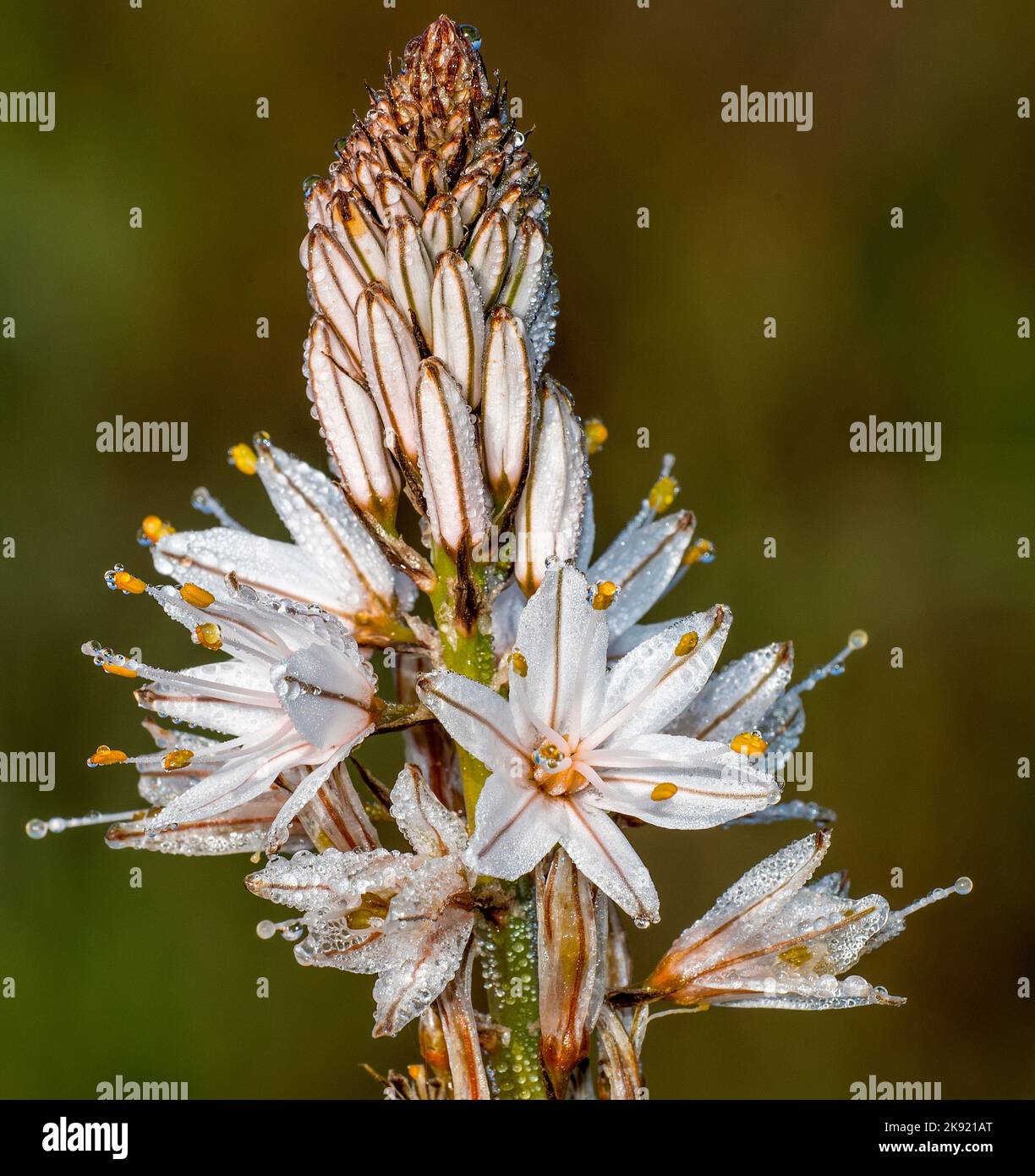 Fiore di asfodelo con rugiada Stock Photo