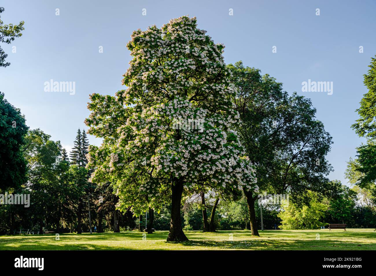 Flowering Northern catalpa in the city park Stock Photo