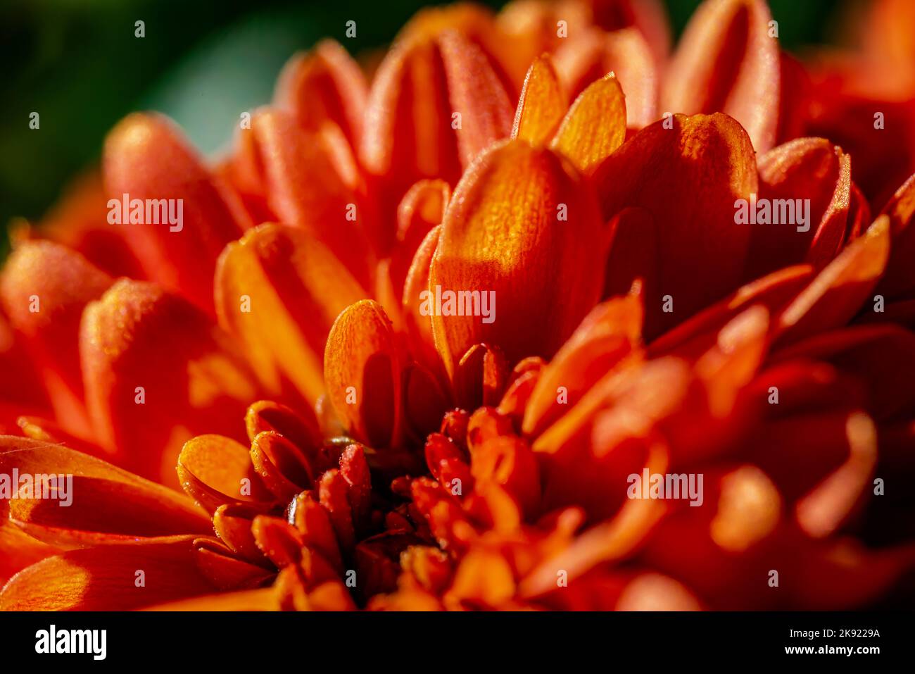Vivid orange color hi-res stock photography and images - Alamy
