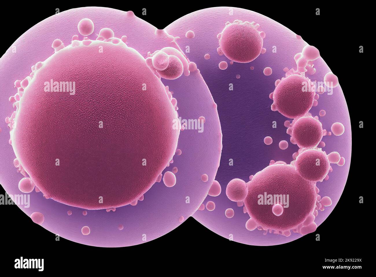 Viral Particles Budding Away from Infected Cells Stock Photo