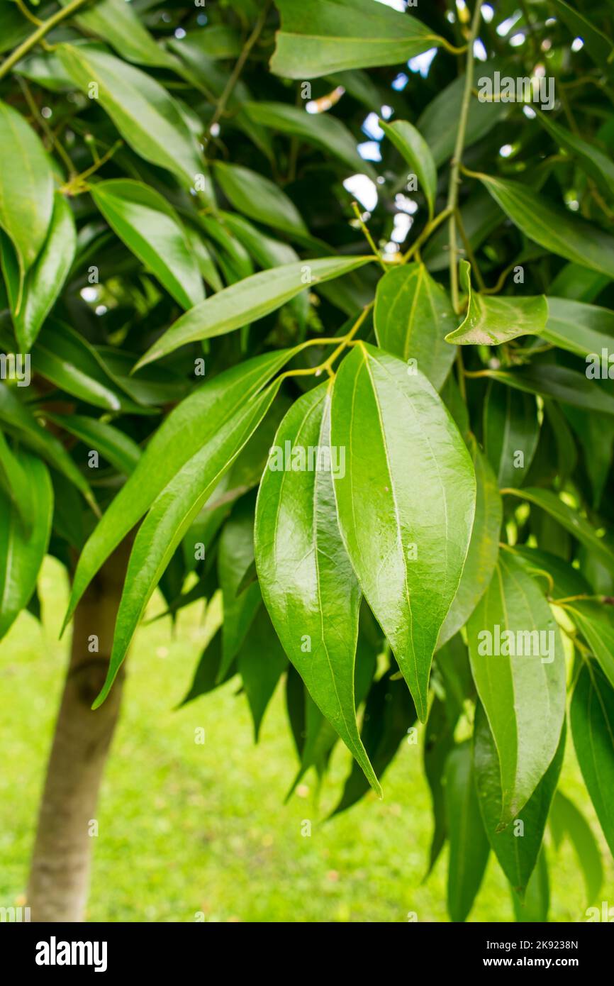 Close up of the leaves of a Cinnamon tree (Cinnamomum cassia aka Chinese cassia or Chinese cinnamon) - Tres Coroas, Brazil Stock Photo