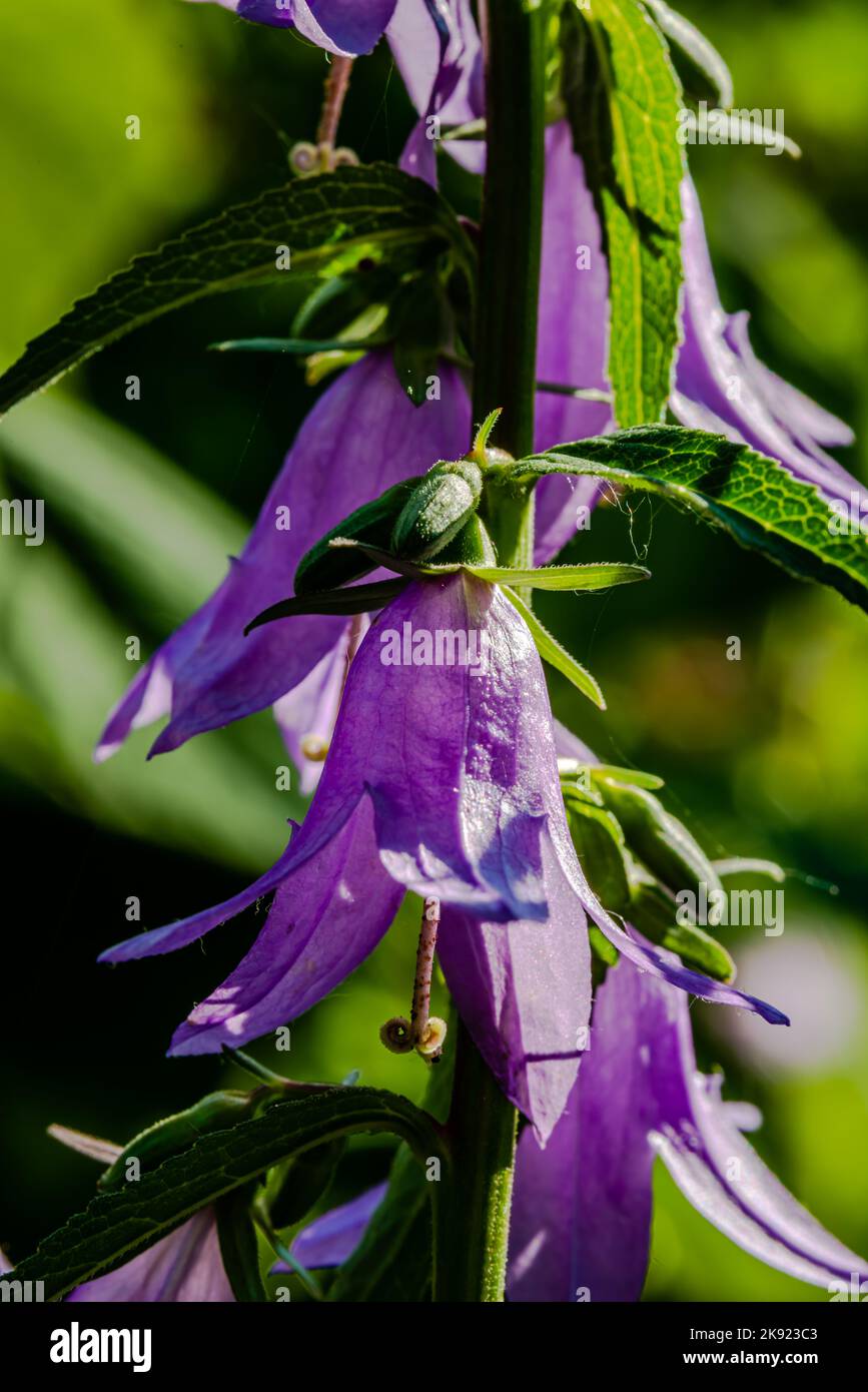 Macro photography - Creeping Bellflower  is a perennial weed that can reach up to 1 meter in height. Stock Photo