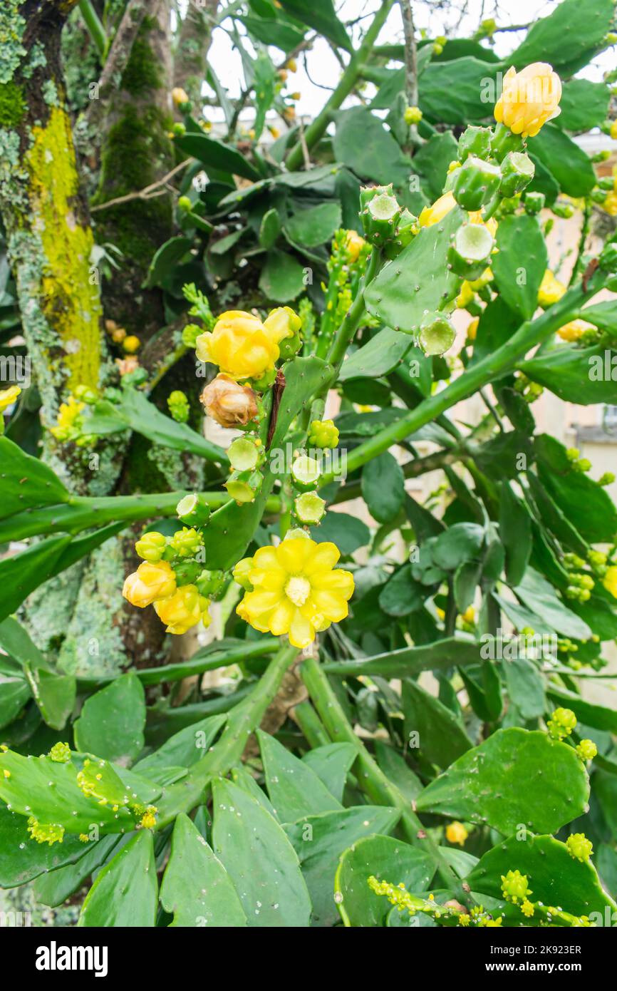 Brasiliopuntia brasiliensis (Brazilian Prickley Pear) cactus in bloom with yellow flowers - Tres Coroas, Brazil Stock Photo