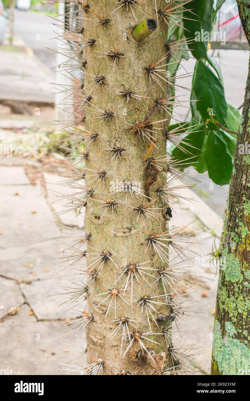 Brasiliopuntia brasiliensis (Brazilian Prickley Pear) cactus thorny tree-like trunk - Tres Coroas, Brazil Stock Photo