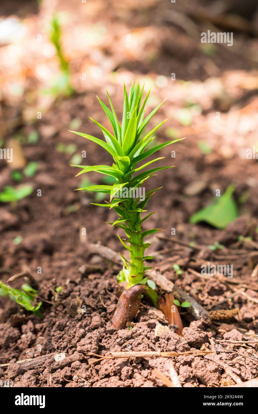 Sao Francisco de Paula, Brazil - Circa October 2022: Araucaria angustifolia (Parana pine) young sapling, that sprouts from the edible pinhao seed Stock Photo