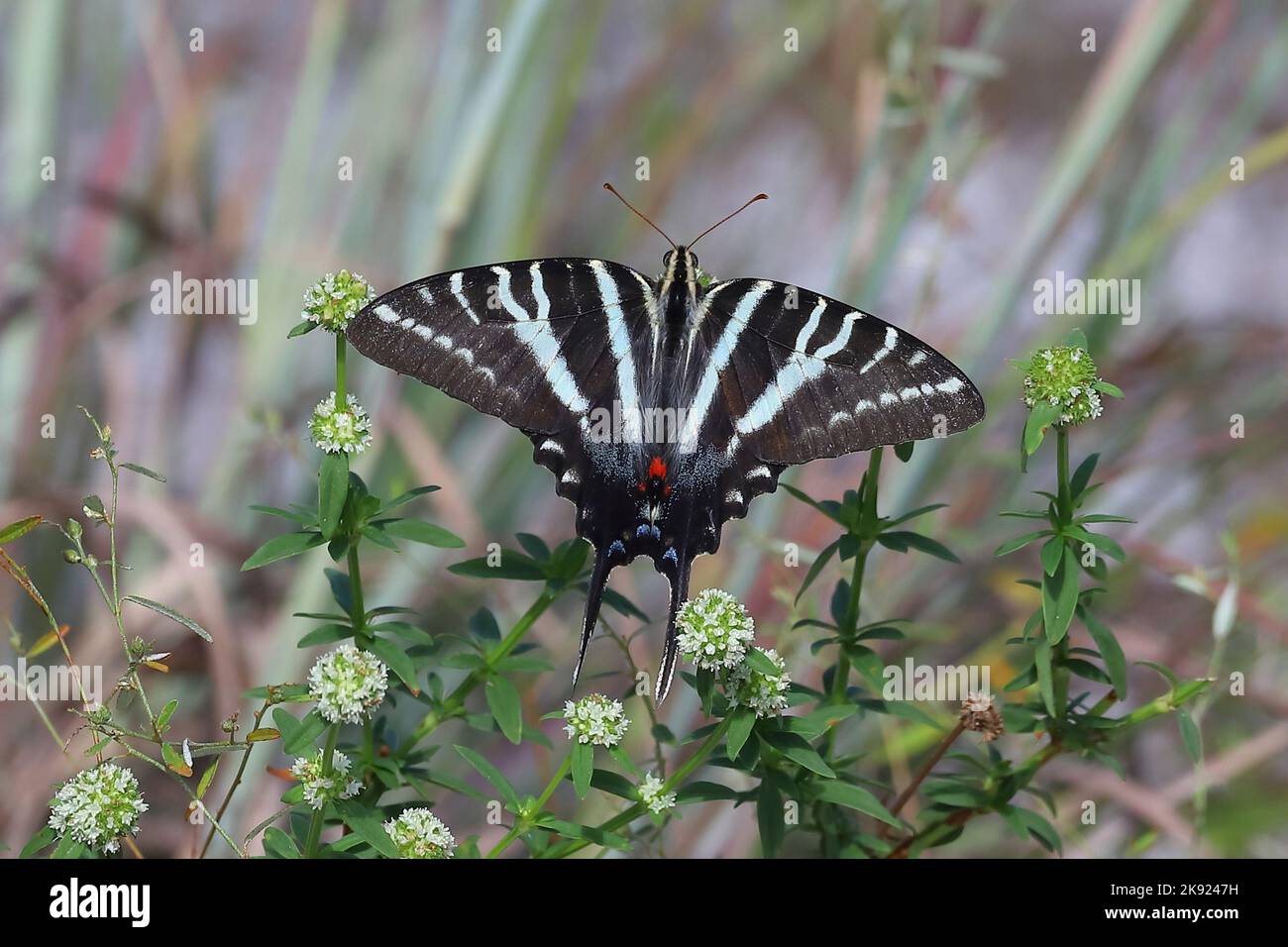 Zebra Swallowtail butterfly Stock Photo