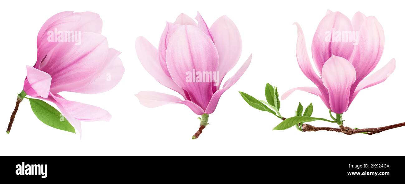 Pink magnolia flower isolated on white background with full depth of ...