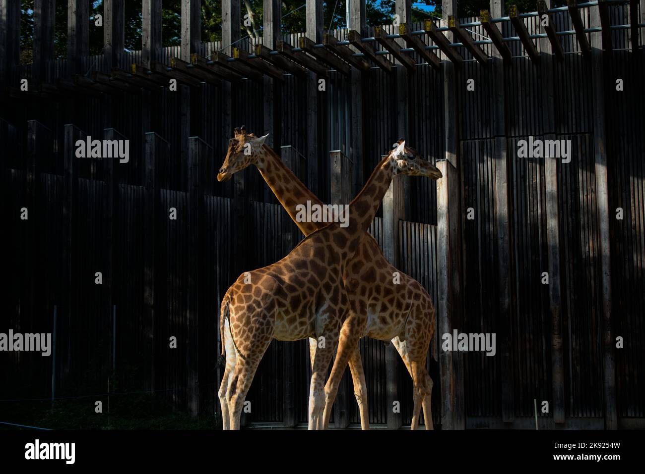 Two Giraffes crossing each other Stock Photo