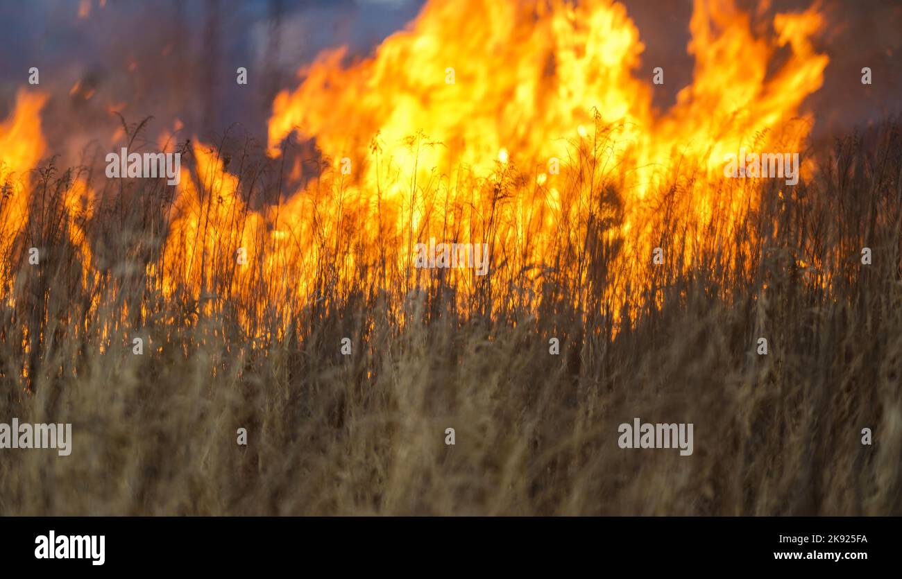Wildfire Rising in the Field of Dry Grass. No Firefighters Around
