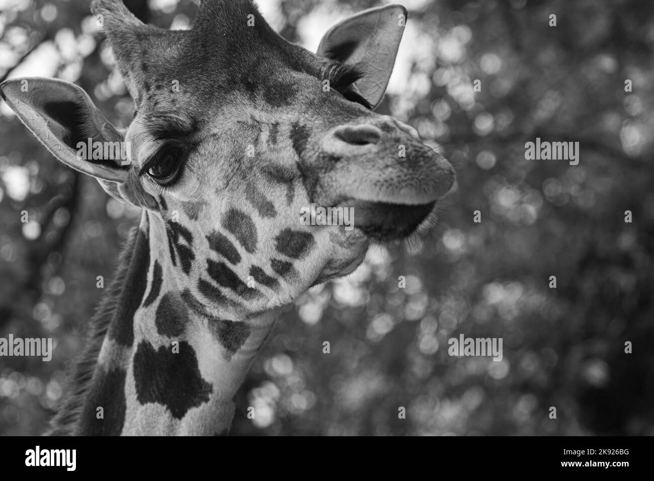 portrait of black and white giraffe Stock Photo Alamy
