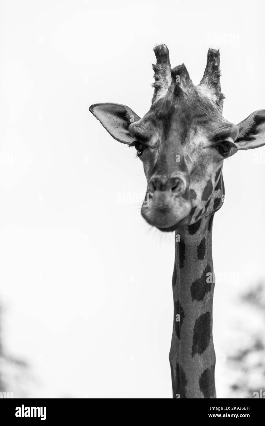 portrait of black and white giraffe Stock Photo Alamy