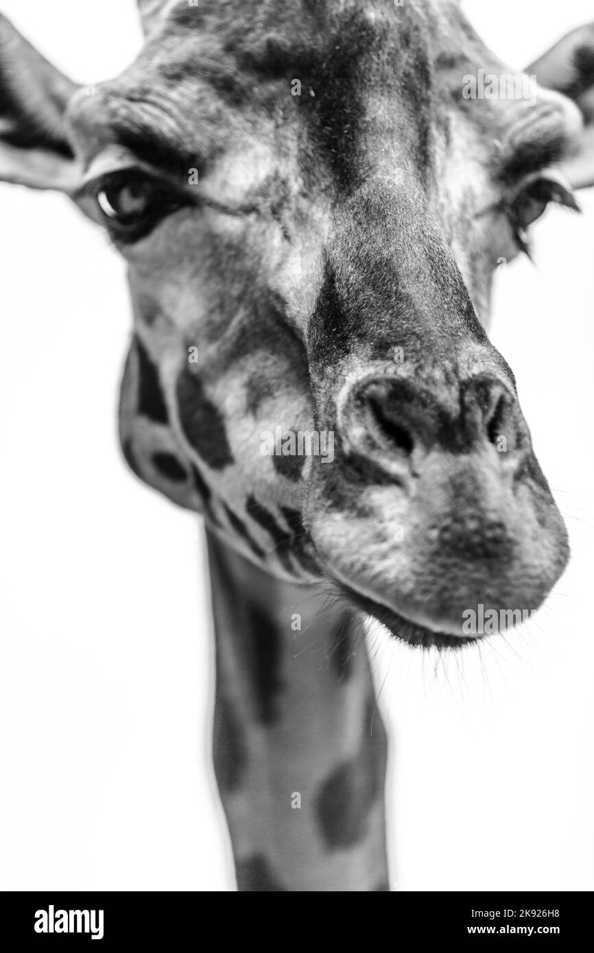portrait of black and white giraffe Stock Photo Alamy