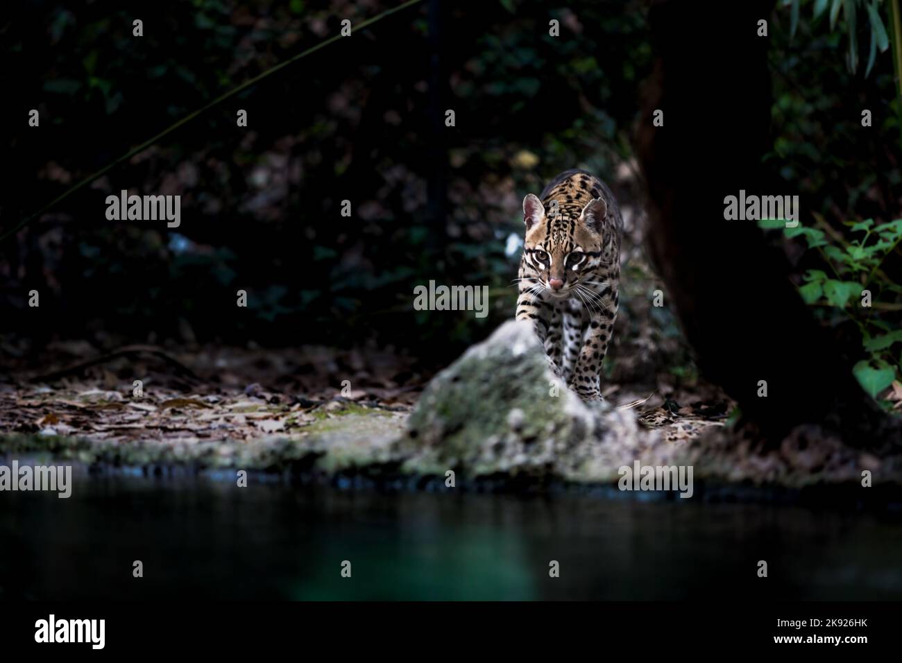 ocelot walking in a forest Stock Photo