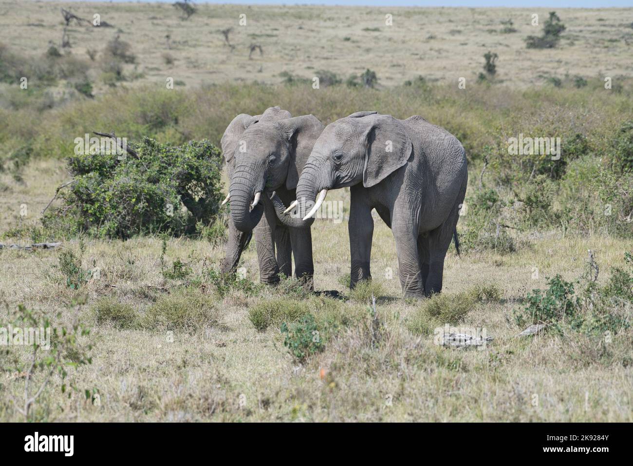 African elephant (Loxodonta africana). One is trying to steal browse from the mouth of the other Stock Photo