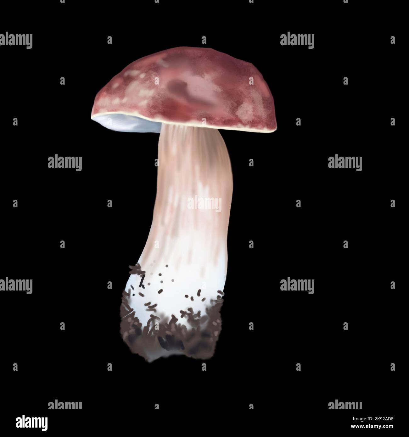 Watercolor white mushroom. Realistic edible mushroom. Botanical illustration Stock Photo