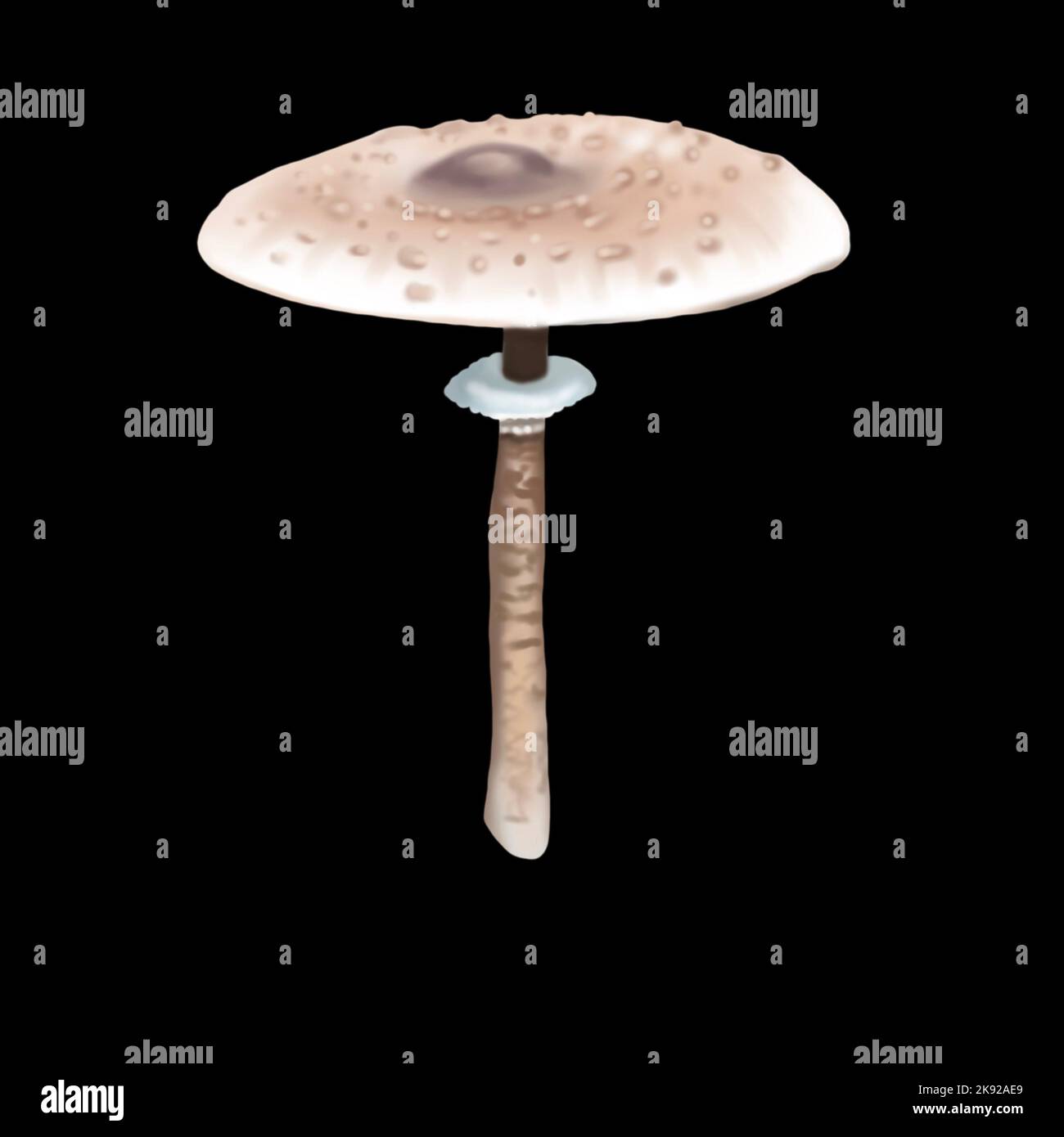 Watercolor realistic parasol mushroom. Macrolepiota procera illustration Stock Photo