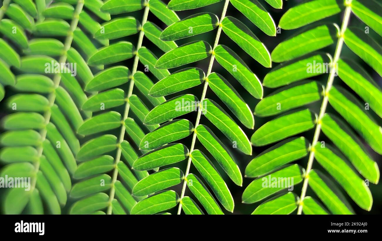Background of bright green acacia leaves in background light of sun. Flat leafy texture, close-up Stock Photo