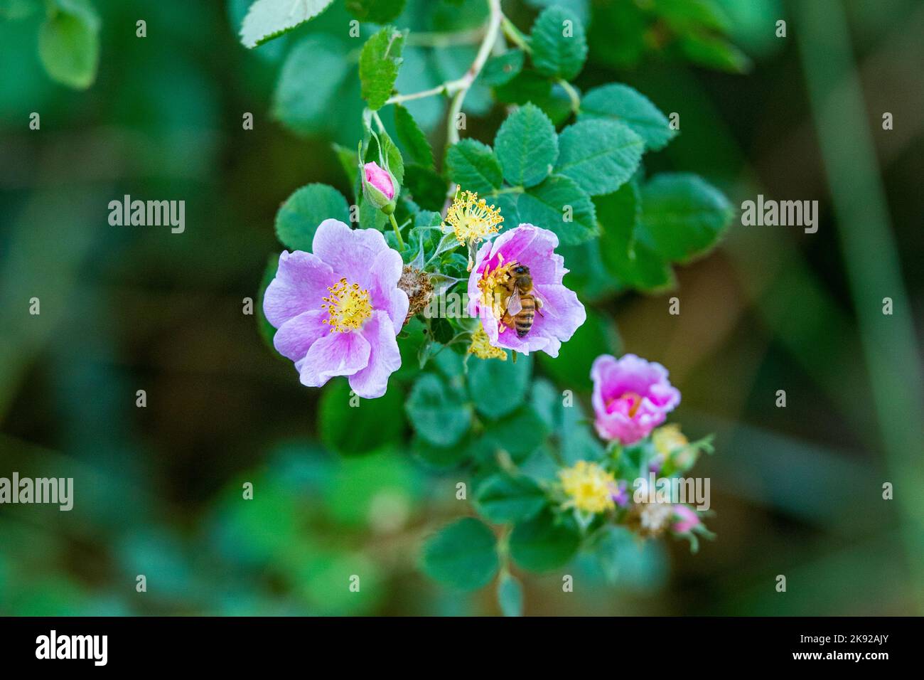 California Wild Rose (Rosa Californica) in October 2022 at the San Joaquin National Wildlife refuge in the Central Valley of California Stock Photo