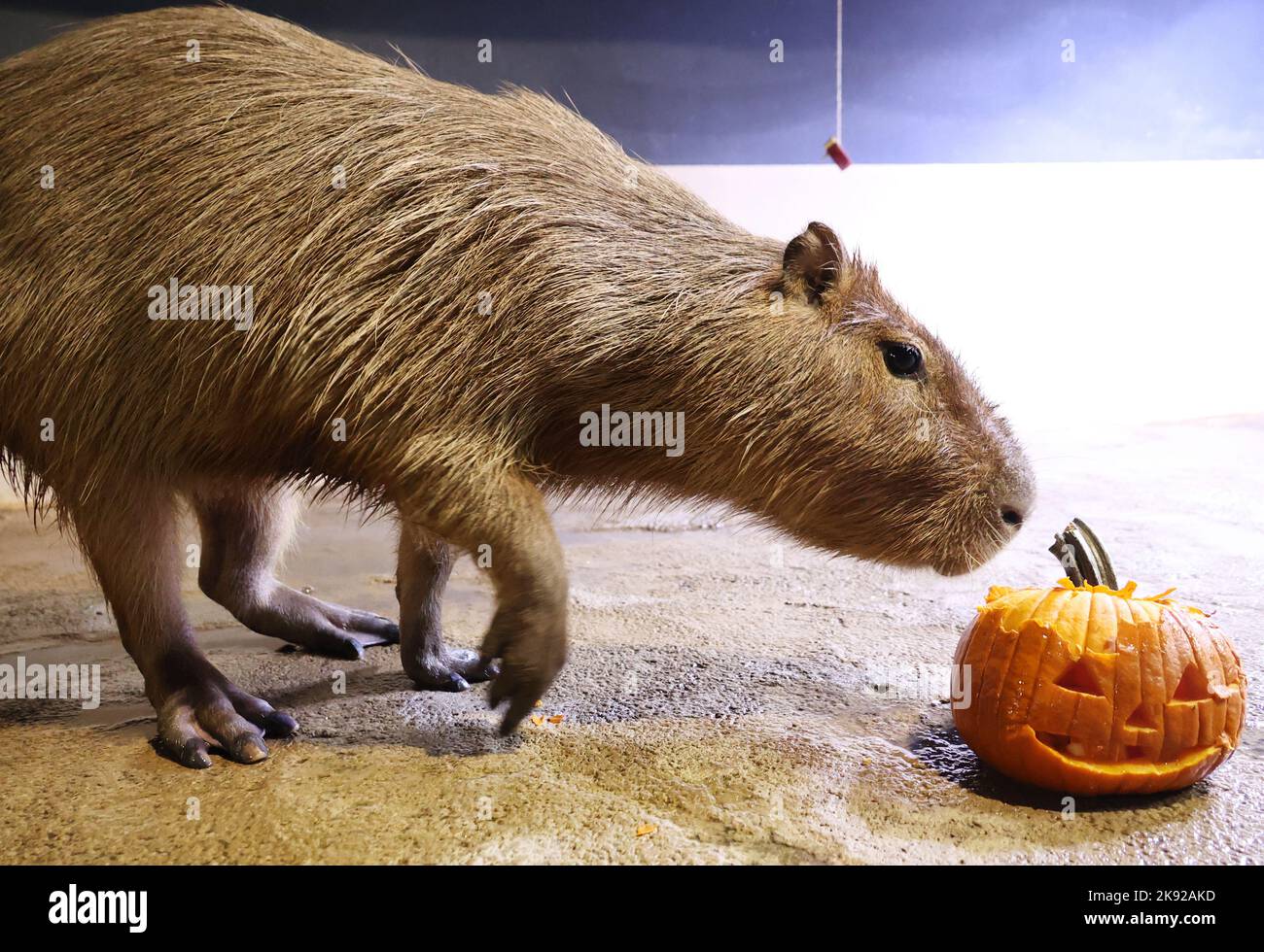 Halloween capybara hires stock photography and images Alamy