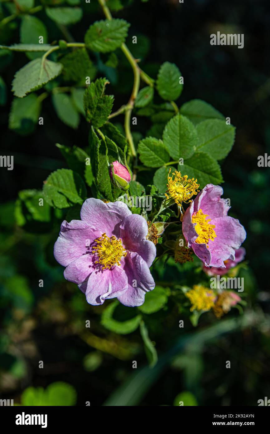 California Wild Rose (Rosa Californica) in October 2022 at the San Joaquin National Wildlife refuge in the Central Valley of California Stock Photo