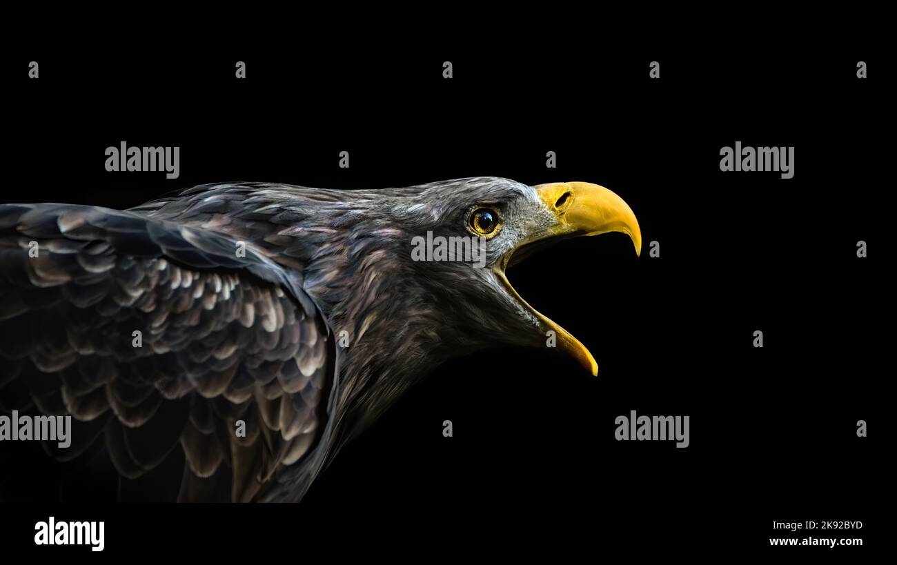 Close-up of a crying eagle from the side, black background, minimalism, copy space Stock Photo