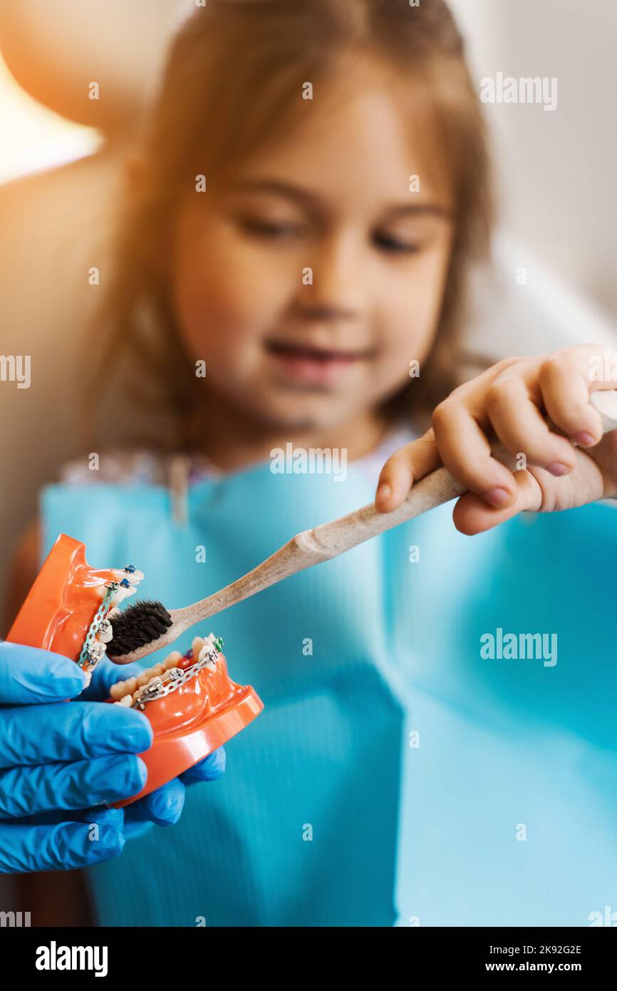 Jaw anatomical model teeth brushing close-up. Pediatric dentist ...