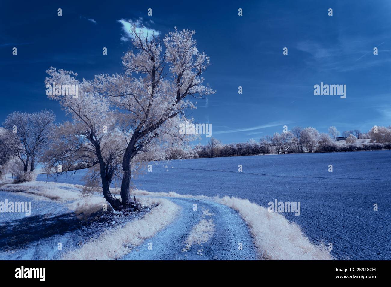Infrared 720nm landscape with glowing white vegetation, surreal ...