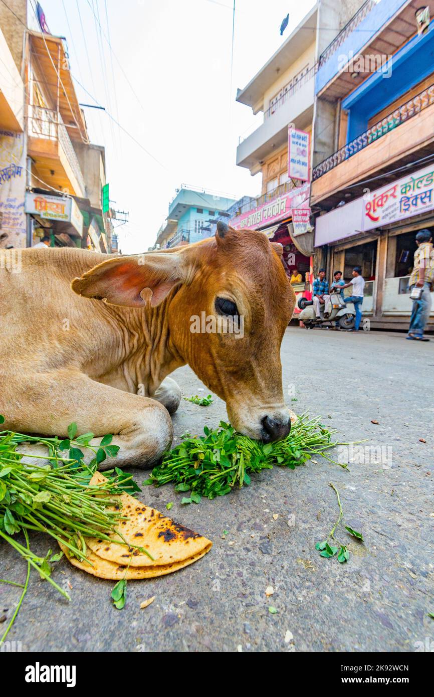 JODHPUR, INDIA OCT 23, 2012 indian cow eating vegetables and bread