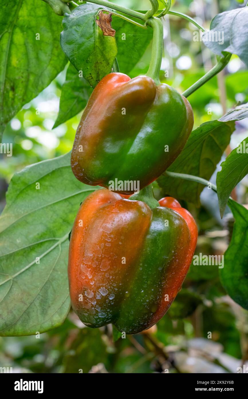 Red bell pepper plant hires stock photography and images Alamy