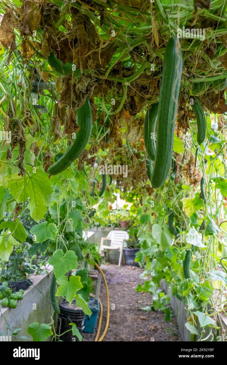 Port Townsend, Washington, USA. English cucumbers growing in a