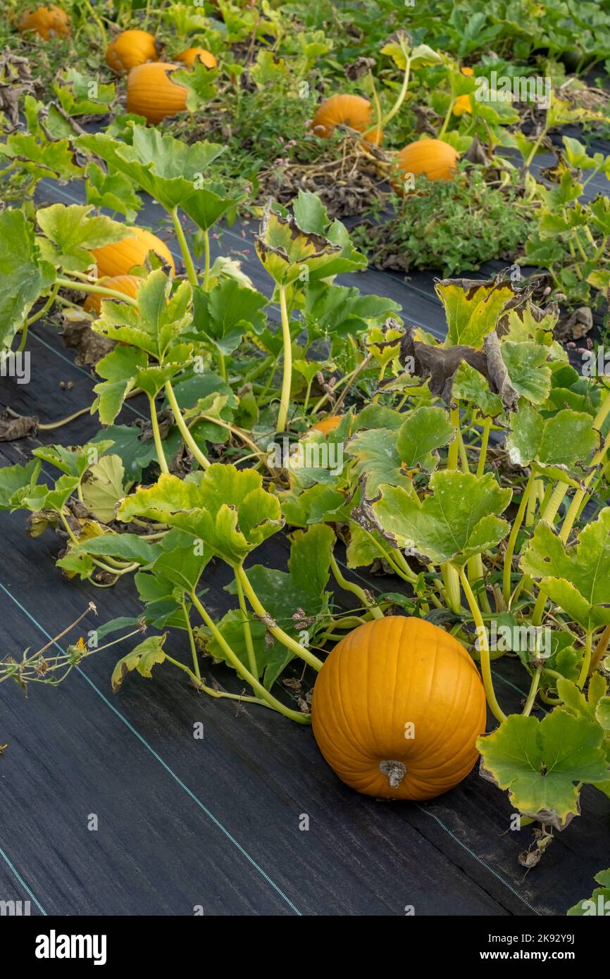 Port Townsend Washington USA Pumpkin Vines Growing Over Black Garden Port Townsend Washington USA Pumpkin Vines Growing Over Black Garden