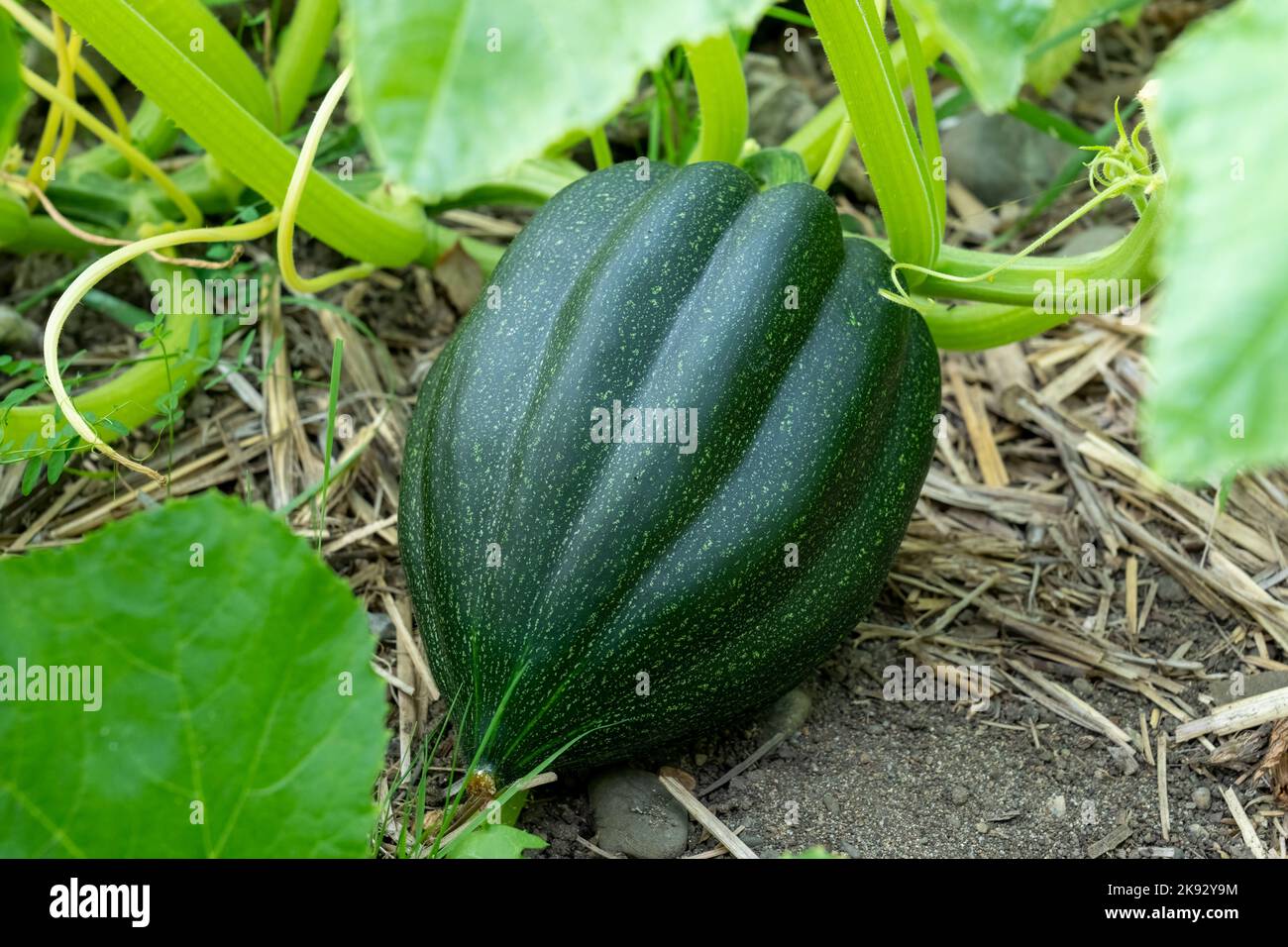 Port Townsend, Washington, USA.  Acorn squash growing on the vine Stock Photo