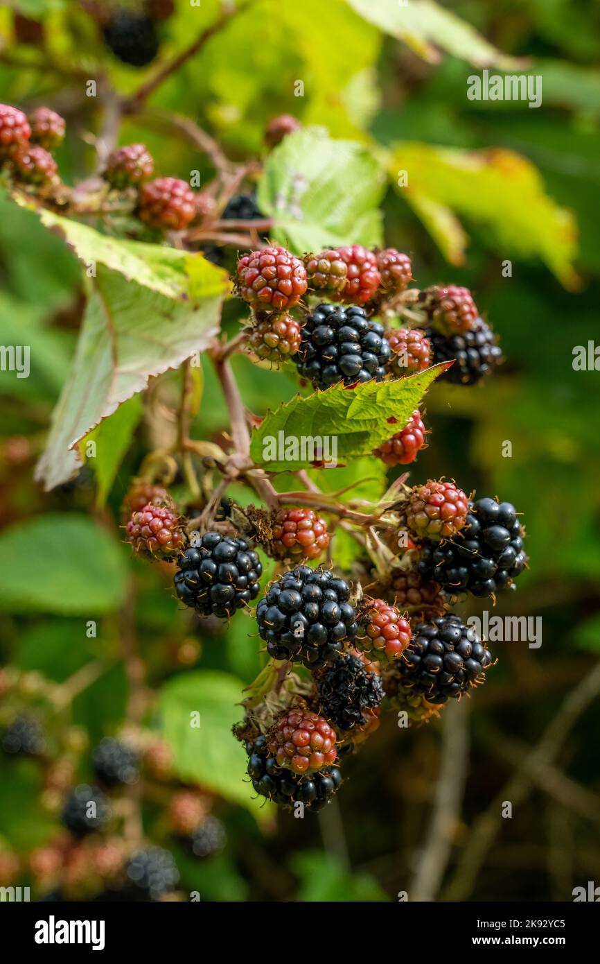 Rubus fruit stages hires stock photography and images Alamy