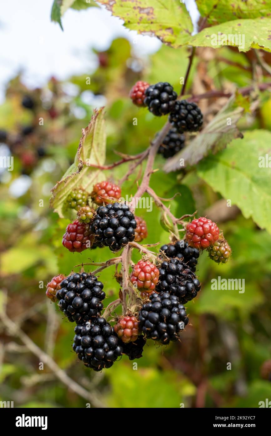 Port Townsend, Washington, USA. Blackberries on the vine in varying