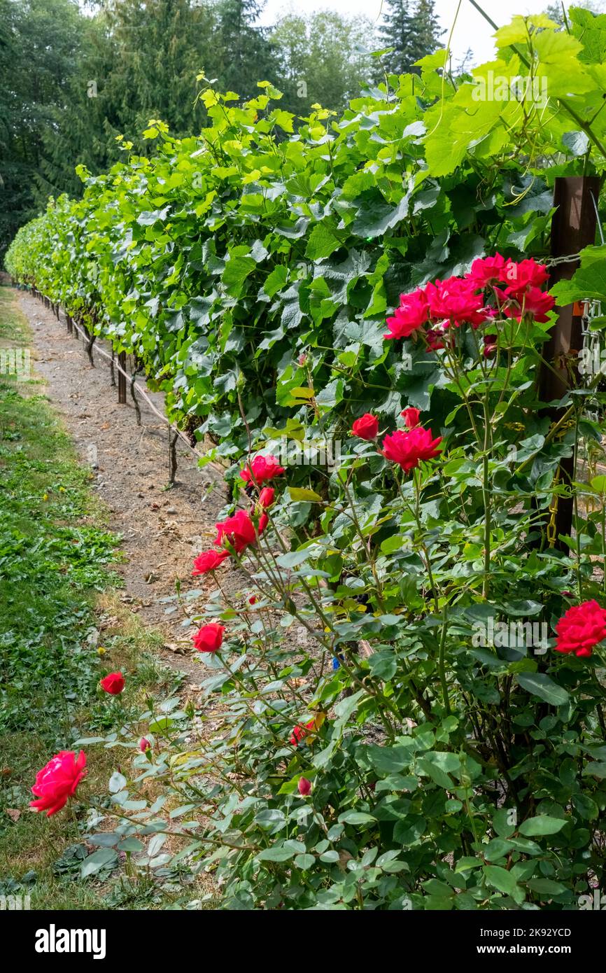 Port Townsend, Washington, USA. Roses and Maréchal Foch grapevine. They ...