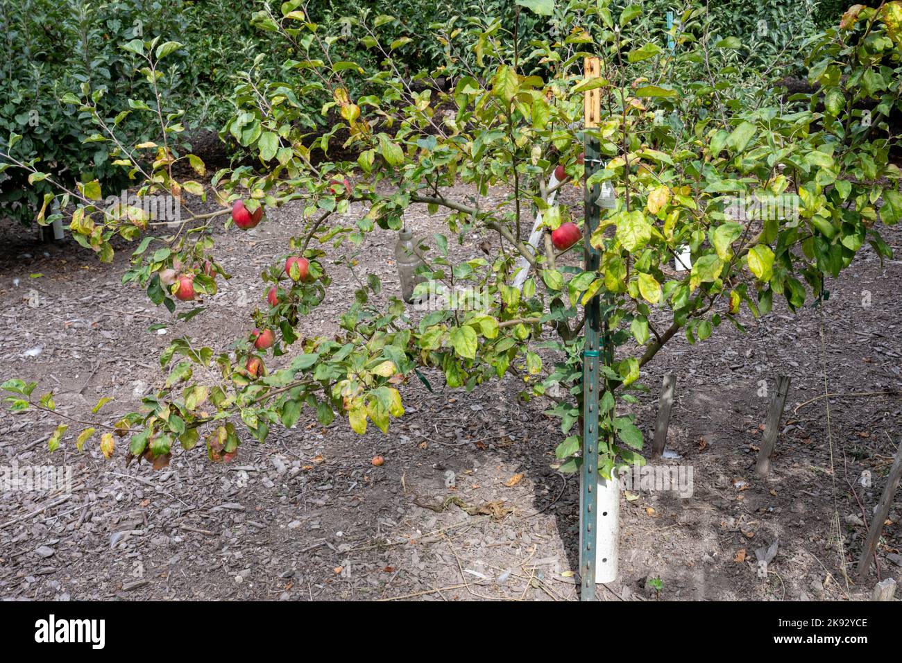 Port Townsend, Washington, USA.   Dwarf Cosmic Crisp Apple tree with ripe apples Stock Photo